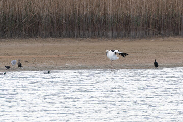 White stork flapping in reservoir