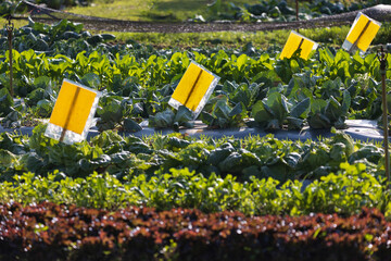 Farmer use yellow sticky card insect trap plant pests in vegetable garden. Organic farming technique.
