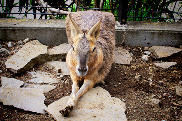 伊豆シャボテン公園動物園で放し飼いされている野生動物がかわいい