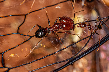 Adult Female Big-headed Ants