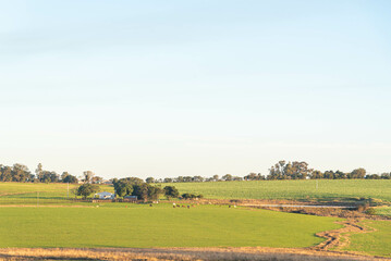 Dawn in the fields of the pampa biome in Rio Grande do Sul Brazil