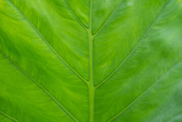 Naklejka na ściany i meble Greenery background of nature plant and leaf