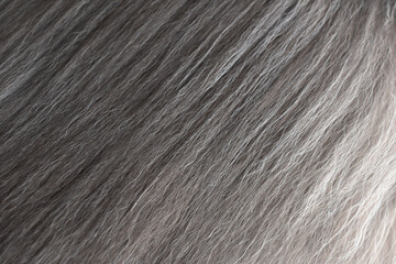 Persian cat fur texture background. Black, gray and white pet hair texture background.