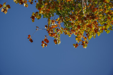 秋空とプラタナス