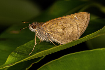 Adult Skipper Butterfly