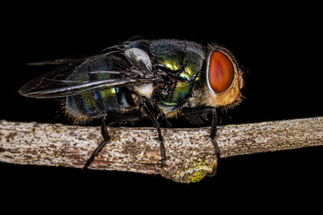 Adult Blow Fly