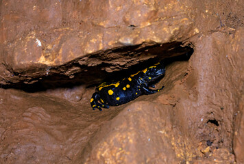 A black  and yellow salamander hides between rocks in the Salamander Cave in northern Israel.