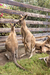 Kangaroos  stand near a wooden fence in Gan Guru kangaroo park in Kibutz Nir David in the north of Israel