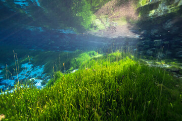 Underwater scenery in Three Sisters Springs, Crystal River, Florida, United States