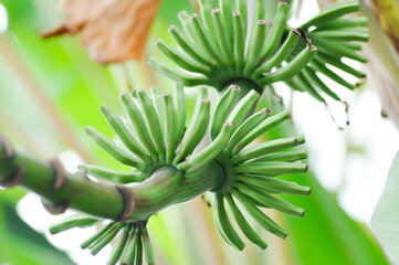 banana seed or banana plant, banana tree or Banana blossom