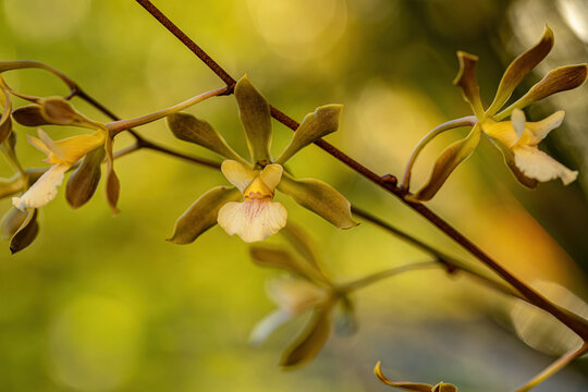 Small Orchid Flower