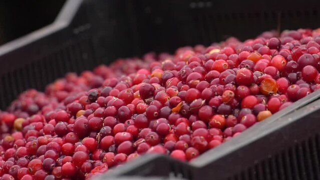 ripe cranberries in plastic boxes stacked on top of each other.  fresh red cranberry (cowberry) on market in plastic boxes. 
