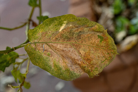 jurubeba tree with leaf damage