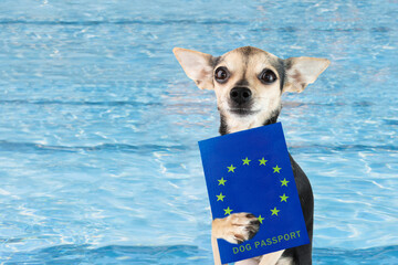 dog passport, dog with european pet document for traveling with animals relaxing in the pool