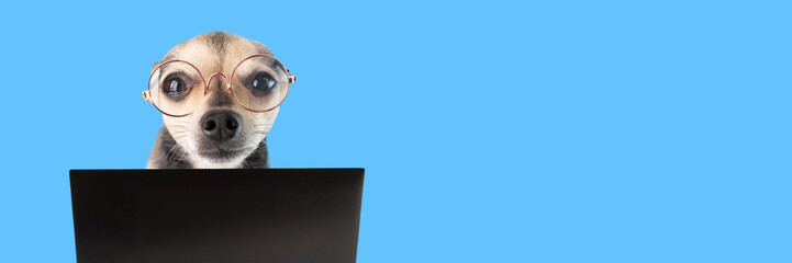 smart dog, pet in glasses behind a laptop on a blue background, banner, animal ophthalmology, puppy vision protection