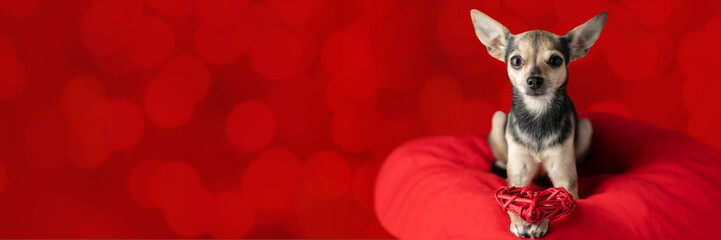 valentines day, cute dog on a red background banner, pet love, romantic card with copy space