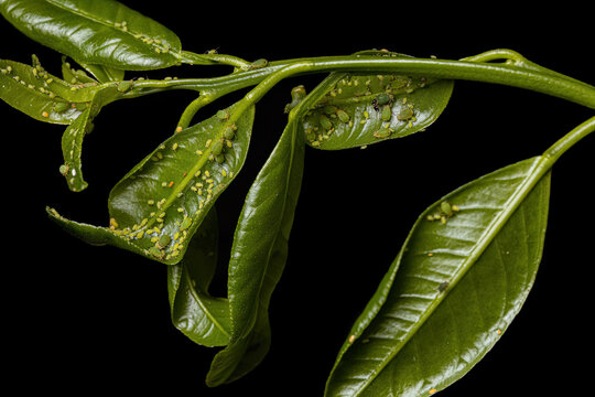 Small Spiraea Aphids