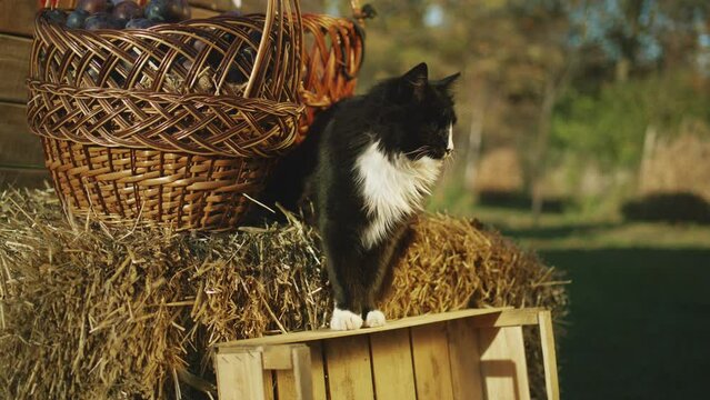 Black and white cat sits on haystack with basket of fruits or vegetables, looks around on passed peoples, relax and feels happy on fresh air