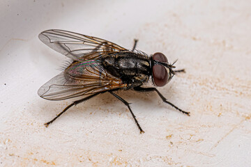 Adult Muscoid Fly