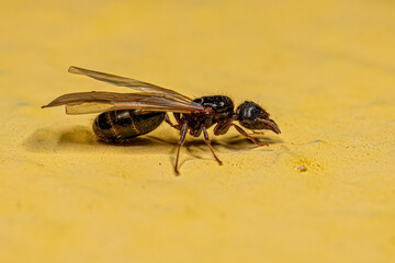 Adult Female Big-headed Ant Queen