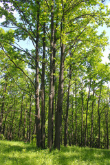 European forest. View of the trees in the forest.