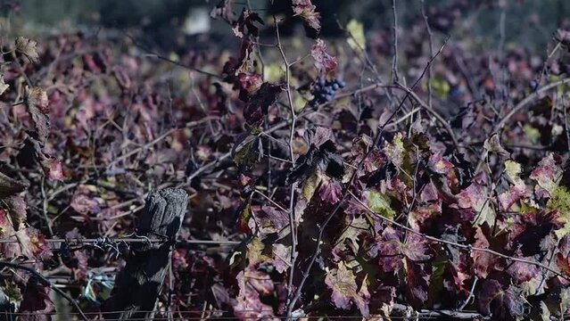 tralci di vite in autunno