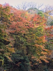 養老渓谷の晩秋