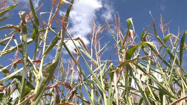 Cornfield on a clear day, corn tree with blue cloudy sky. cornflower from cornfield in rural with blue sky