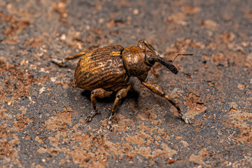 Adult Chevroned Waterhyacinth Weevil Beetle