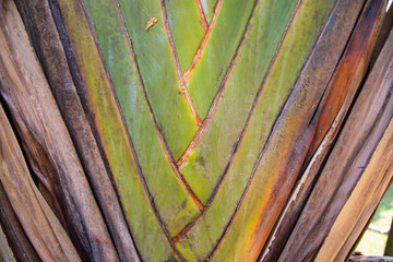 Traveler palm leaf in the nature weave pattern may be used as a background wallpaper
