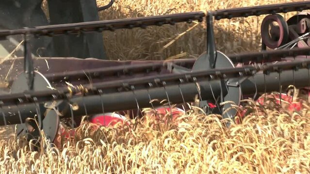 Kombain collects on the wheat crop. Agricultural machinery in the field. Grain harvest. The harvest in the fields with harvester. Big harvester collects grain harvest on the field in autumn.