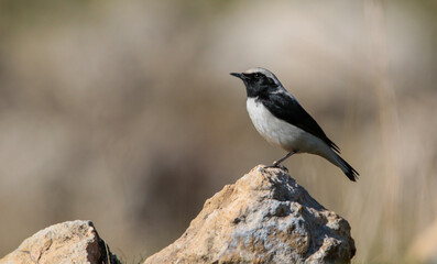 Finsch`s Wheatear (Oenanthe finschii) is one of the most beautiful songbirds in the world