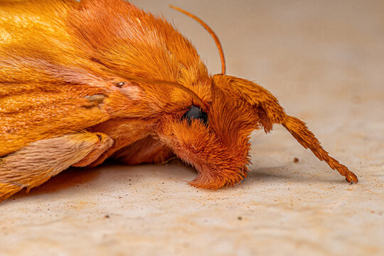 Adult Female Slug Caterpillar Moth