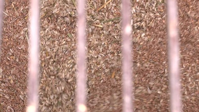 Solo for wheat, entrance through silo grid. A truck produces a wheat grain dump at an animal feed factory