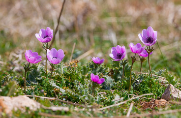 Anemone coronaria means crown anemone, referring to the central crown of the flower, evoking regal associations. It is colored blue, purple, white and red. 