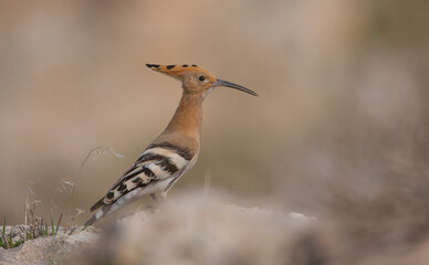 Eurasian Hoopoe (Upupa epops) genus is the most common species. Upupa may be native to the northern half of Europe, Asia and Africa. Some taxonomists still consider all three species to be compatible.