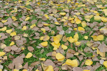 autumn leaves background