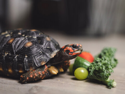 Red Footed Tortoise Eating Fruit And Vegetables Indoors