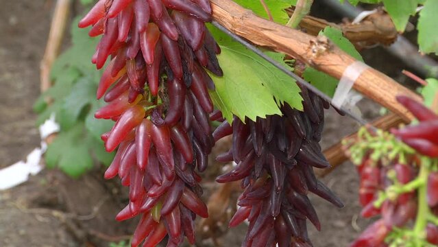Bunches of ripe grapes of the vineyard in greenhouse farm.  Clusters of fresh grape fruits on the branches of grapevine in the outdoor greenhouse farm. 
