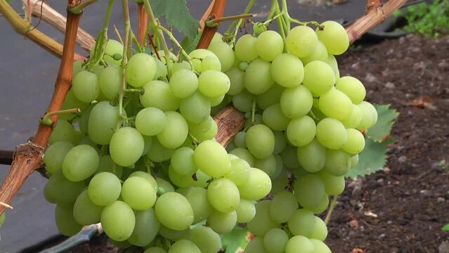 Green grape growing in organic farm. Clusters of white grapes also used in winemaking. Healthy fresh fruit on the branch. Hanging bunches of white table grapes in greenhouse
