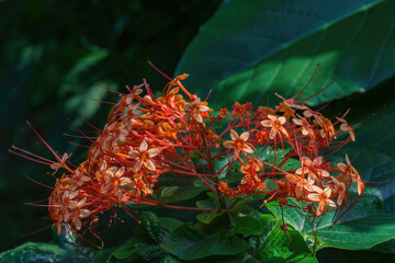 Bright scarlet panicles of Clerodendrum paniculatum