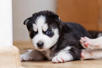 Black and white husky puppies resting on the floor in a house or apartment © spyrakot