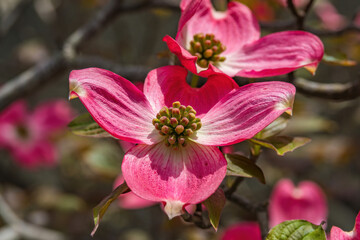 Obraz premium Full bloomed flowering dogwoods