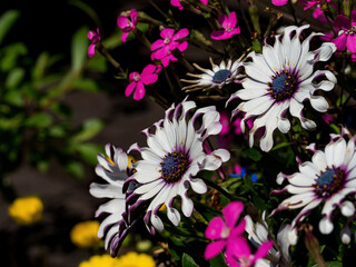 Fototapeta na wymiar Osteospermums in the colorful flower garden