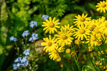 Yellow marguerites or Argyranthemum frutescens in full bloom above light blue of forget-me-nots