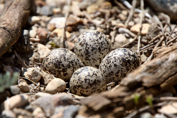 Fototapeta na wymiar Well camouflaged Killdeer eggs