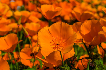 Obraz premium A flower garden full of California poppies