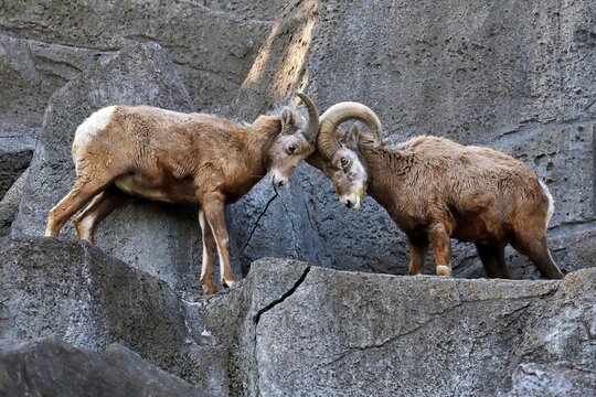 角を合わせるオオツノヒツジの親子