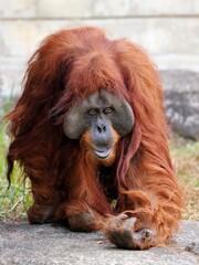 腕を使い歩くスマトラオランウータン