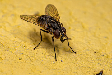 Adult House Fly